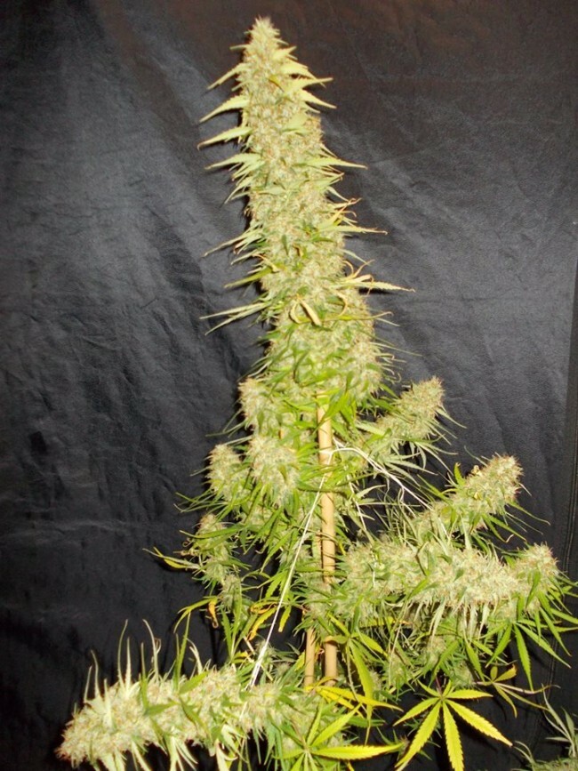 Ace Seeds - Zamaldelica (fem.)