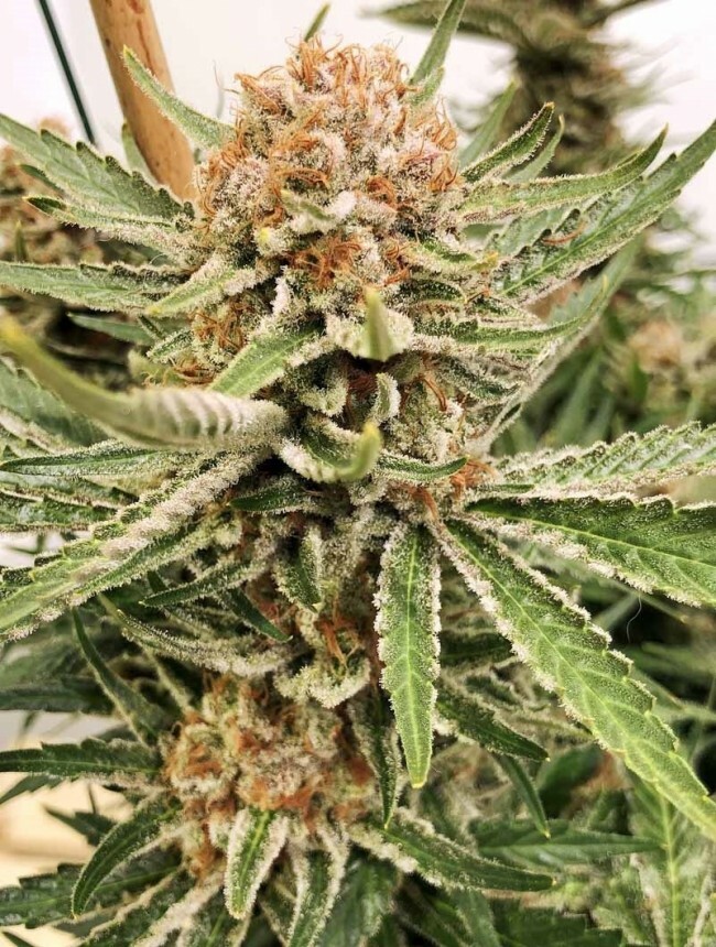 Ace Seeds - Zamaldelica (fem.)
