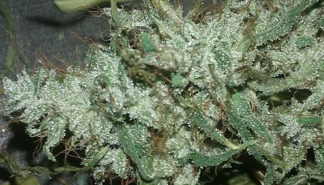 Ace Seeds - Zamaldelica (fem.)