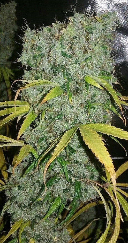 Ace Seeds - Zamaldelica (fem.)