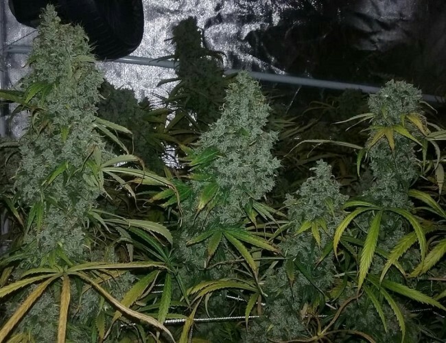 Ace Seeds - Zamaldelica (fem.)
