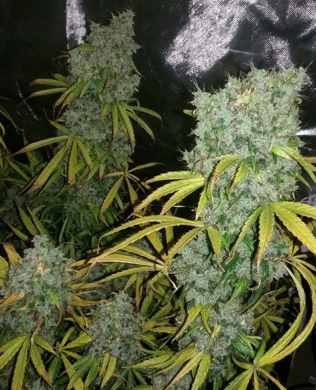 Ace Seeds - Zamaldelica (fem.)