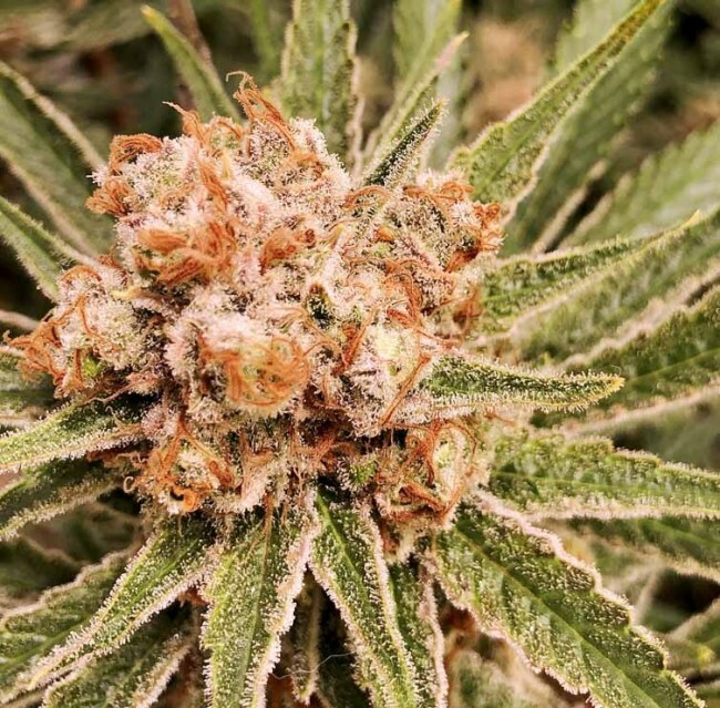 Ace Seeds - Zamaldelica (fem.)