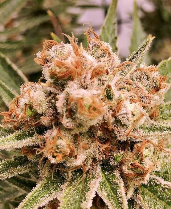 Ace Seeds - Zamaldelica (fem.)