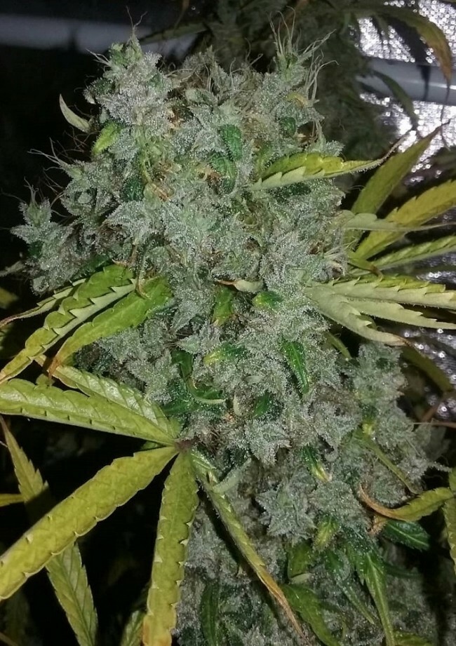 Ace Seeds - Zamaldelica (fem.)
