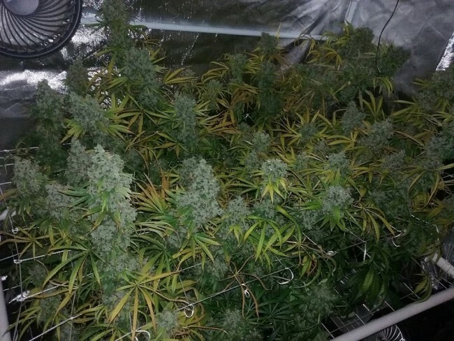 Ace Seeds - Zamaldelica (fem.)