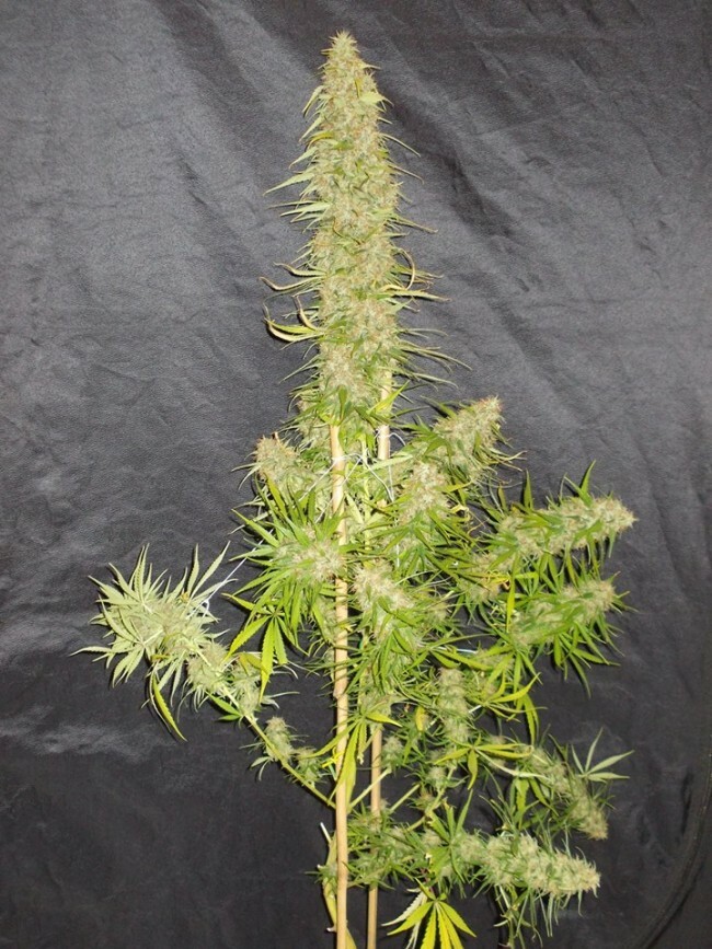 Ace Seeds - Zamaldelica (fem.)