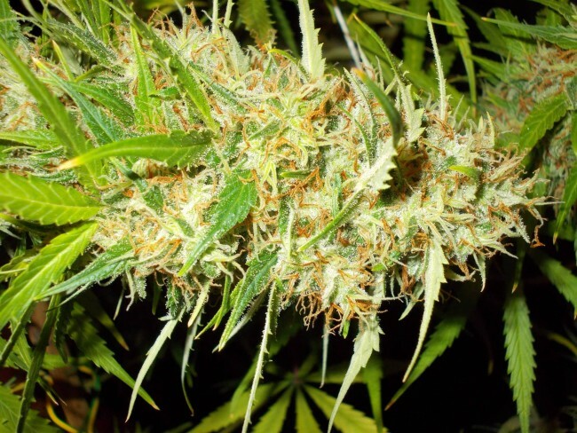 Ace Seeds - Zamaldelica (fem.)