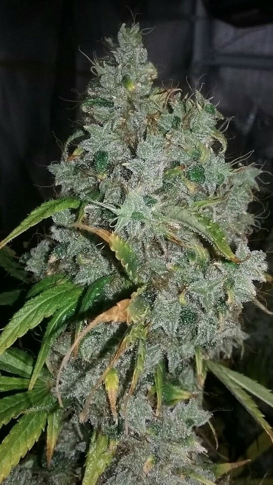 Ace Seeds - Zamaldelica (fem.)