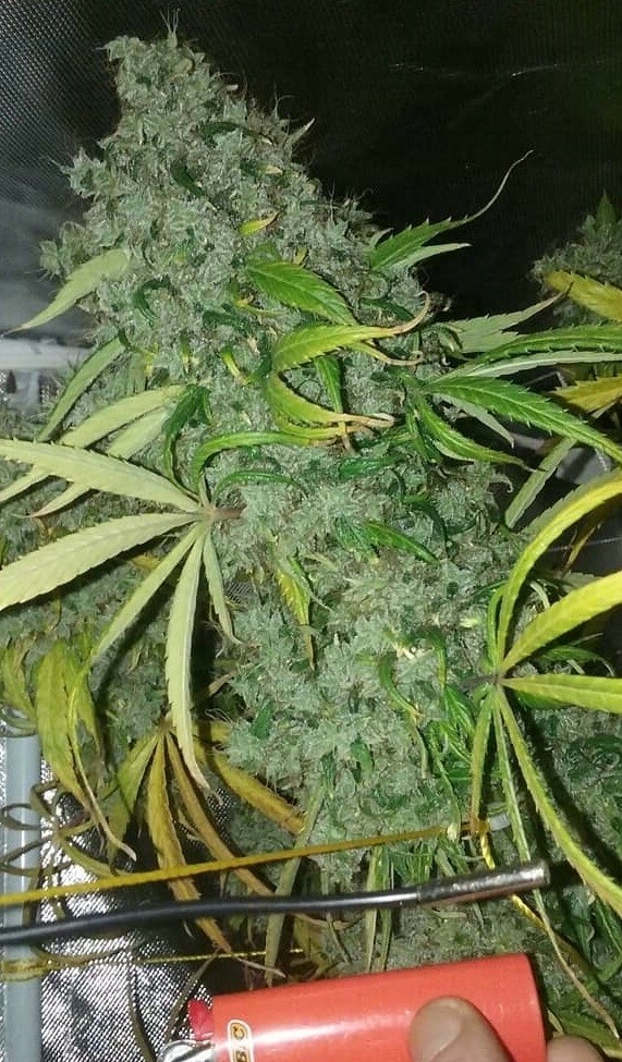 Ace Seeds - Zamaldelica (fem.)