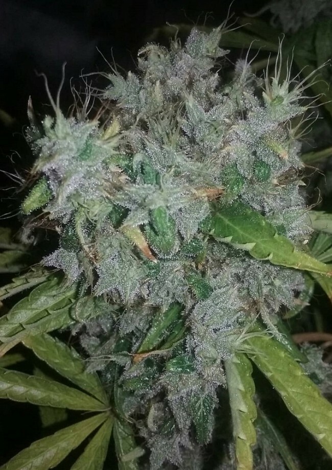 Ace Seeds - Zamaldelica (reg.)