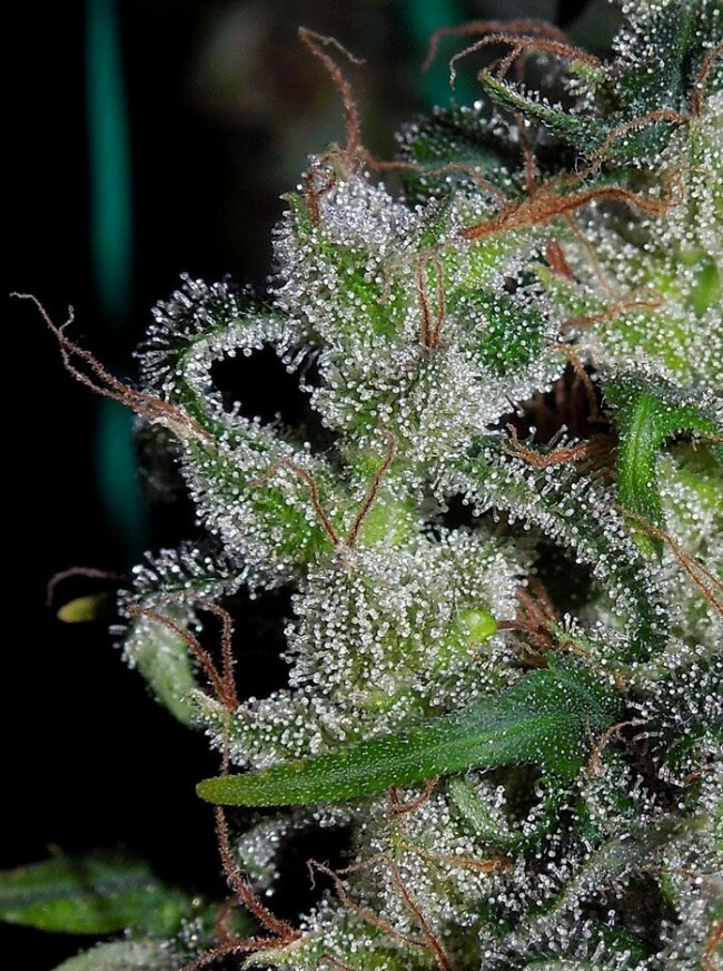 Ace Seeds - Zamaldelica (reg.)