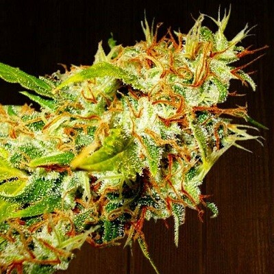 Ace Seeds - Zamaldelica (reg.)