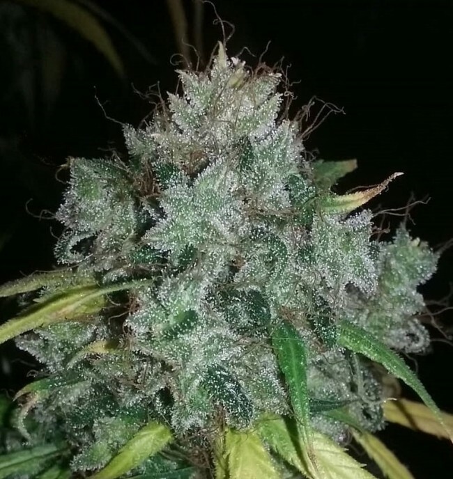 Ace Seeds - Zamaldelica (reg.)
