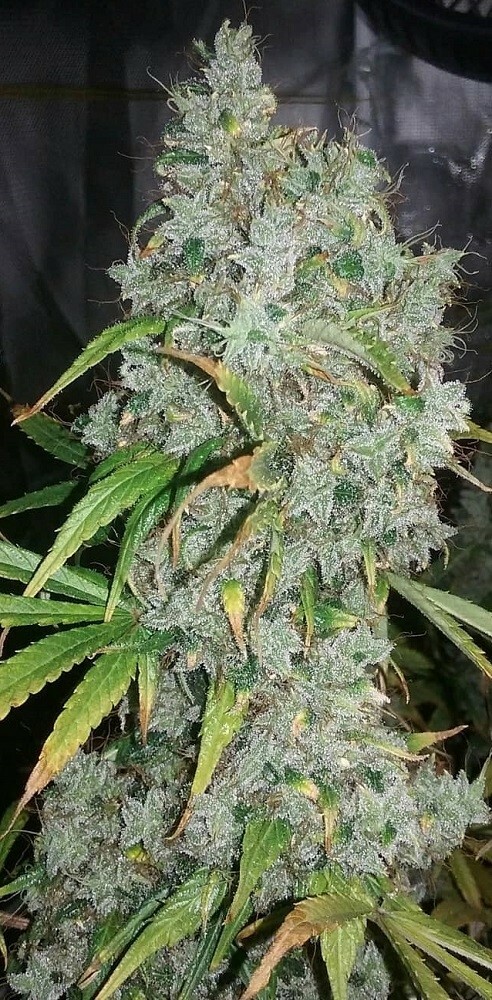 Ace Seeds - Zamaldelica (reg.)