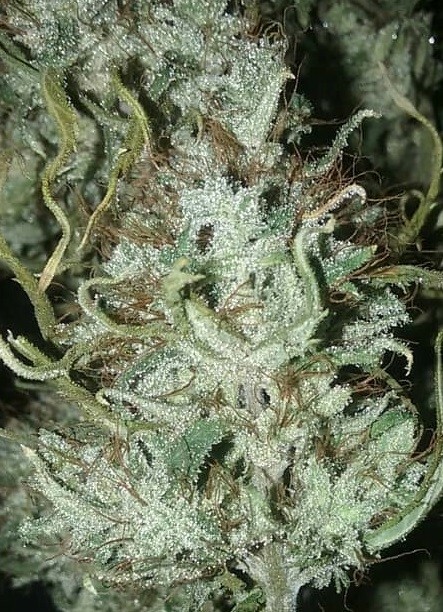 Ace Seeds - Zamaldelica (reg.)