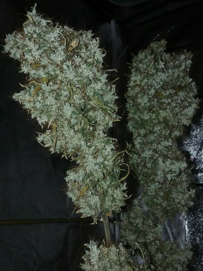 Ace Seeds - Zamaldelica (reg.)