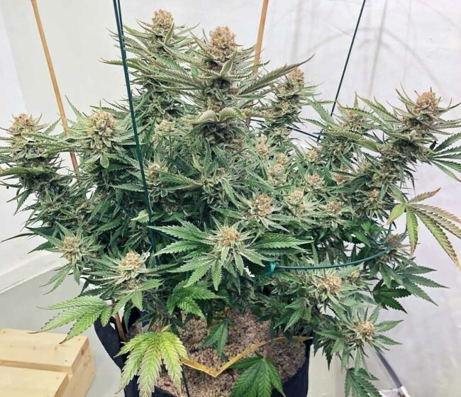 Ace Seeds - Zamaldelica (reg.)