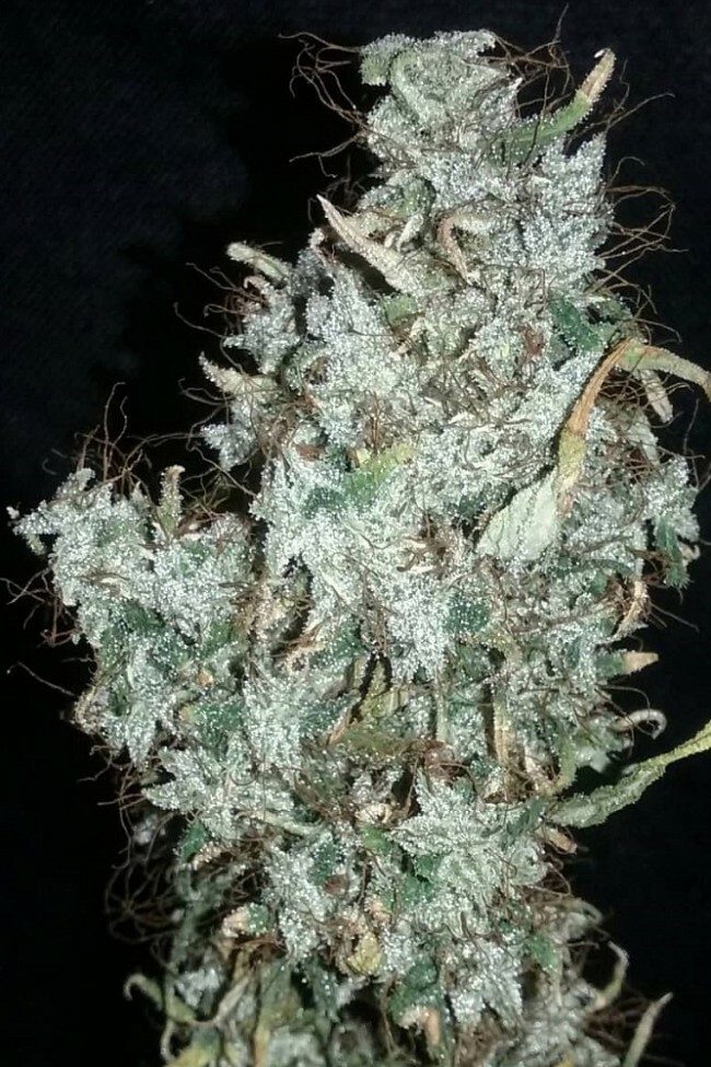 Ace Seeds - Zamaldelica (reg.)