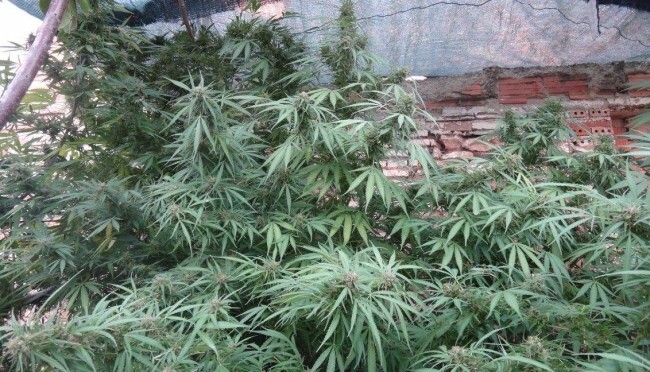 Ace Seeds - Zamaldelica (reg.)