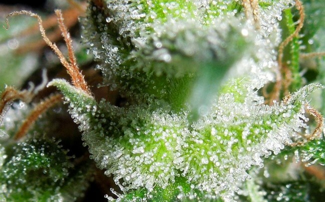 Ace Seeds - Zamaldelica (reg.)