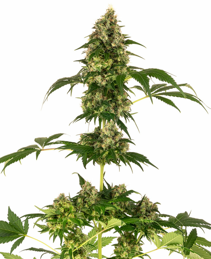 Sensi Seeds - Cobalt Haze (fem.)