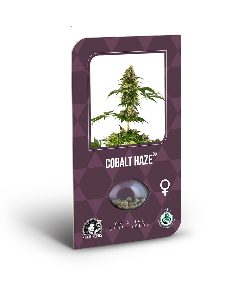 Sensi Seeds - Cobalt Haze (fem.)