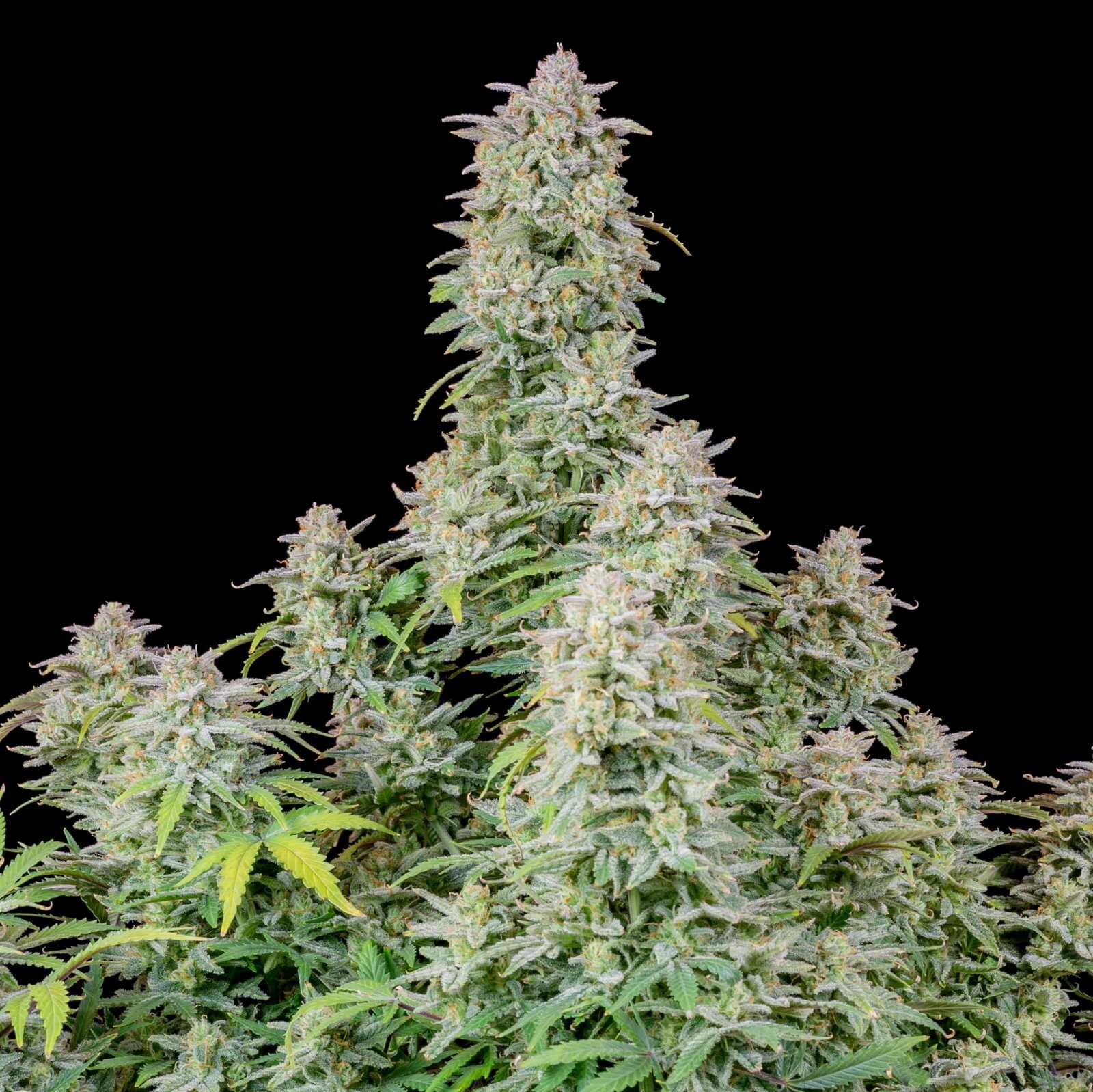 FastBuds - Forbidden Runtz Auto (auto/fem.)