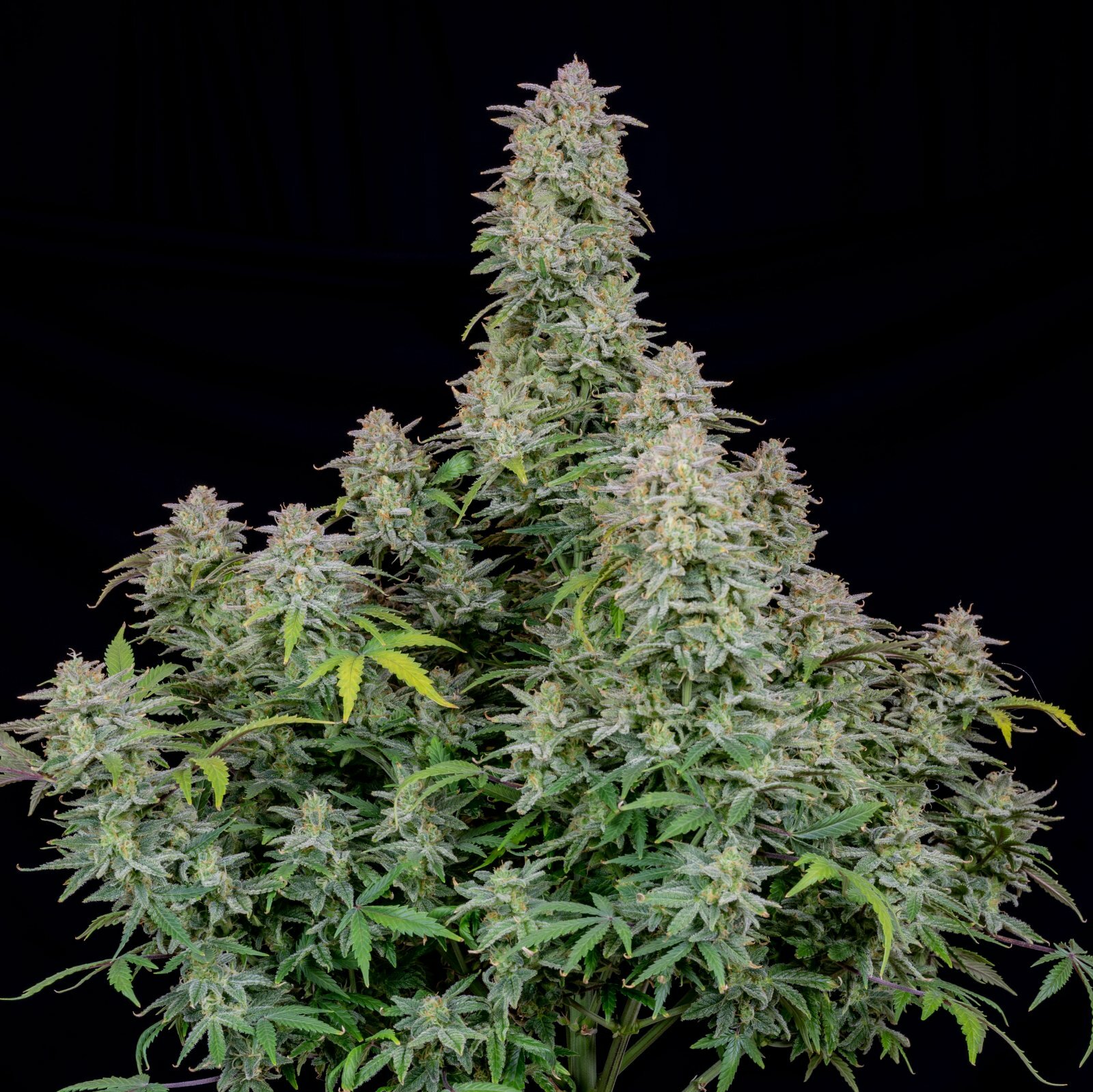 FastBuds - Forbidden Runtz Auto (auto/fem.)