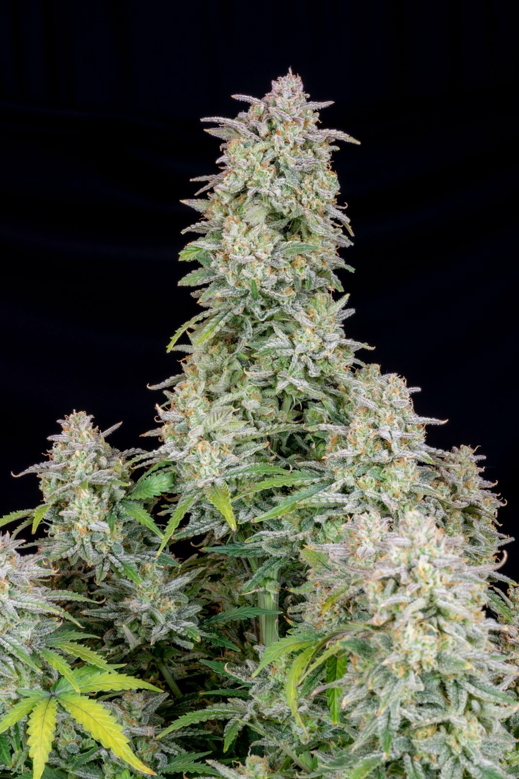 FastBuds - Forbidden Runtz Auto (auto/fem.)