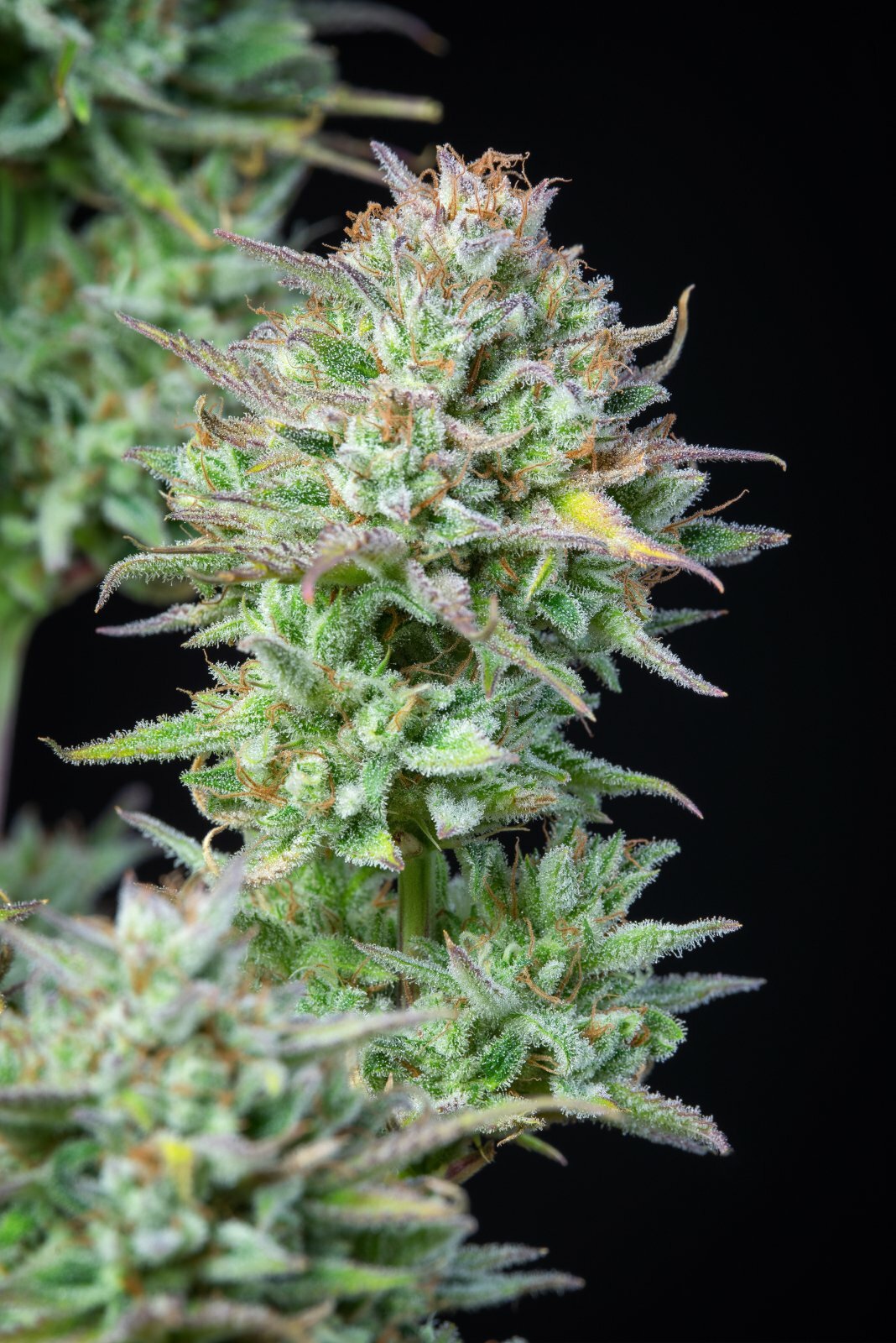 FastBuds - Kosher Cake Auto (auto/fem.)