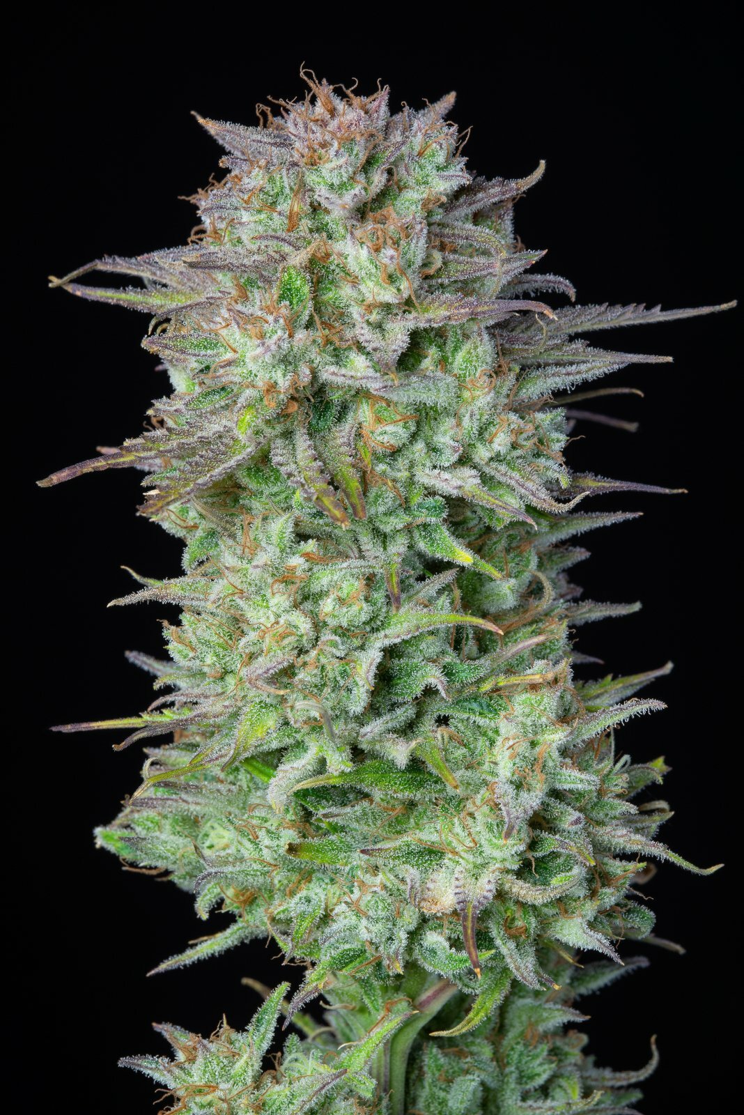 FastBuds - Kosher Cake Auto (auto/fem.)