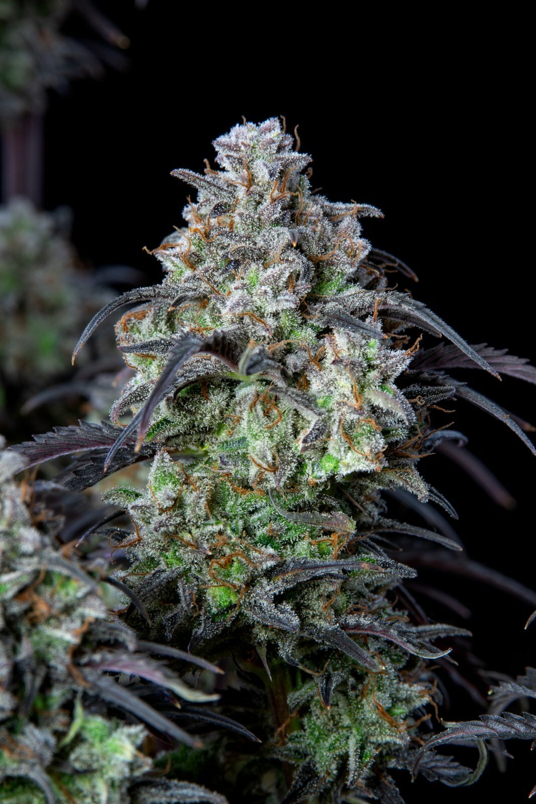FastBuds - Mimosa Cake Auto (auto/fem.)