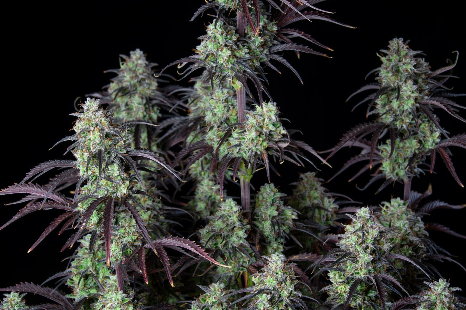FastBuds - Mimosa Cake Auto (auto/fem.)