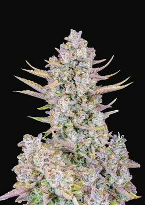 FastBuds - Purple Punch Auto (auto/fem.) 07640