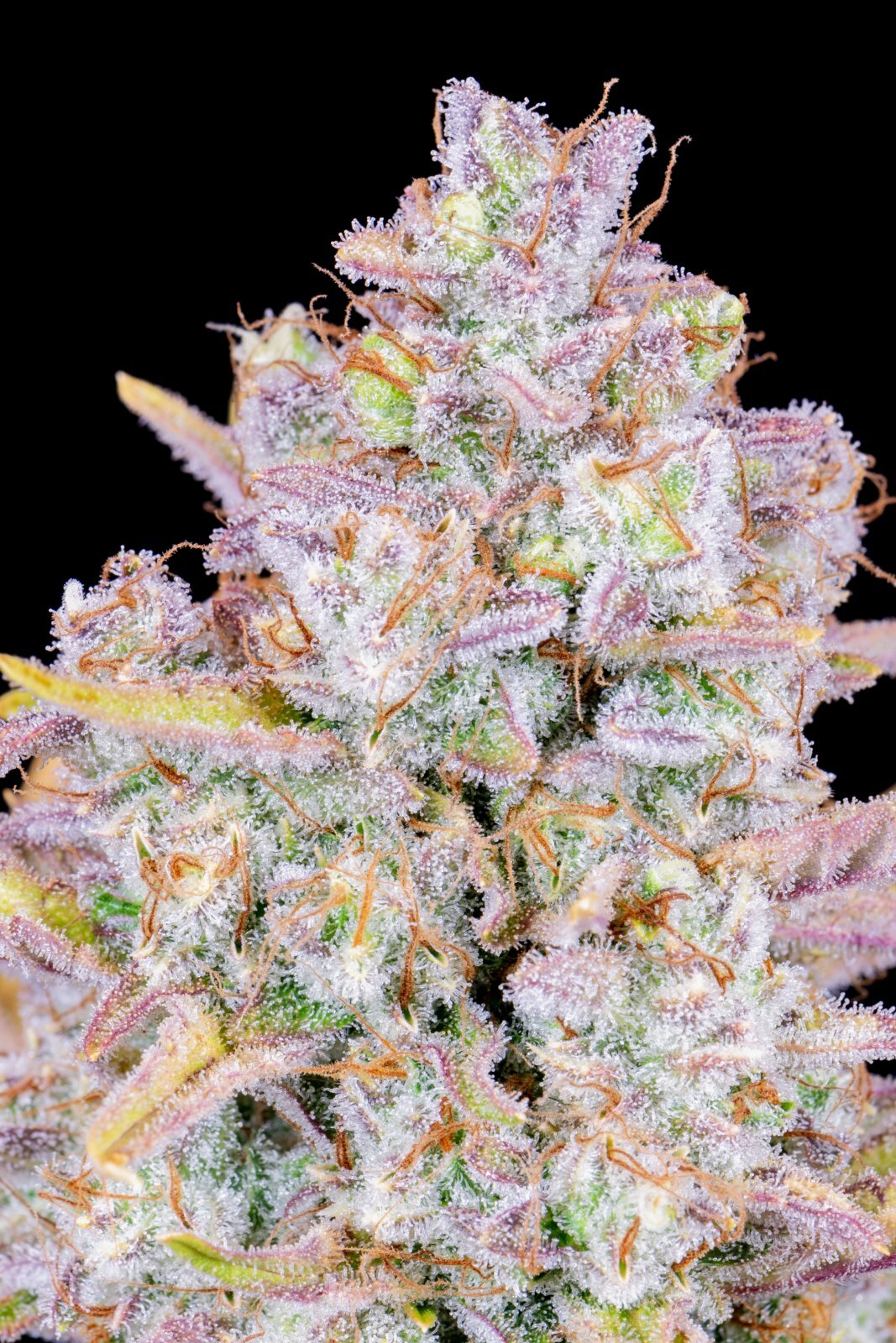FastBuds - Purple Punch Auto (auto/fem.)