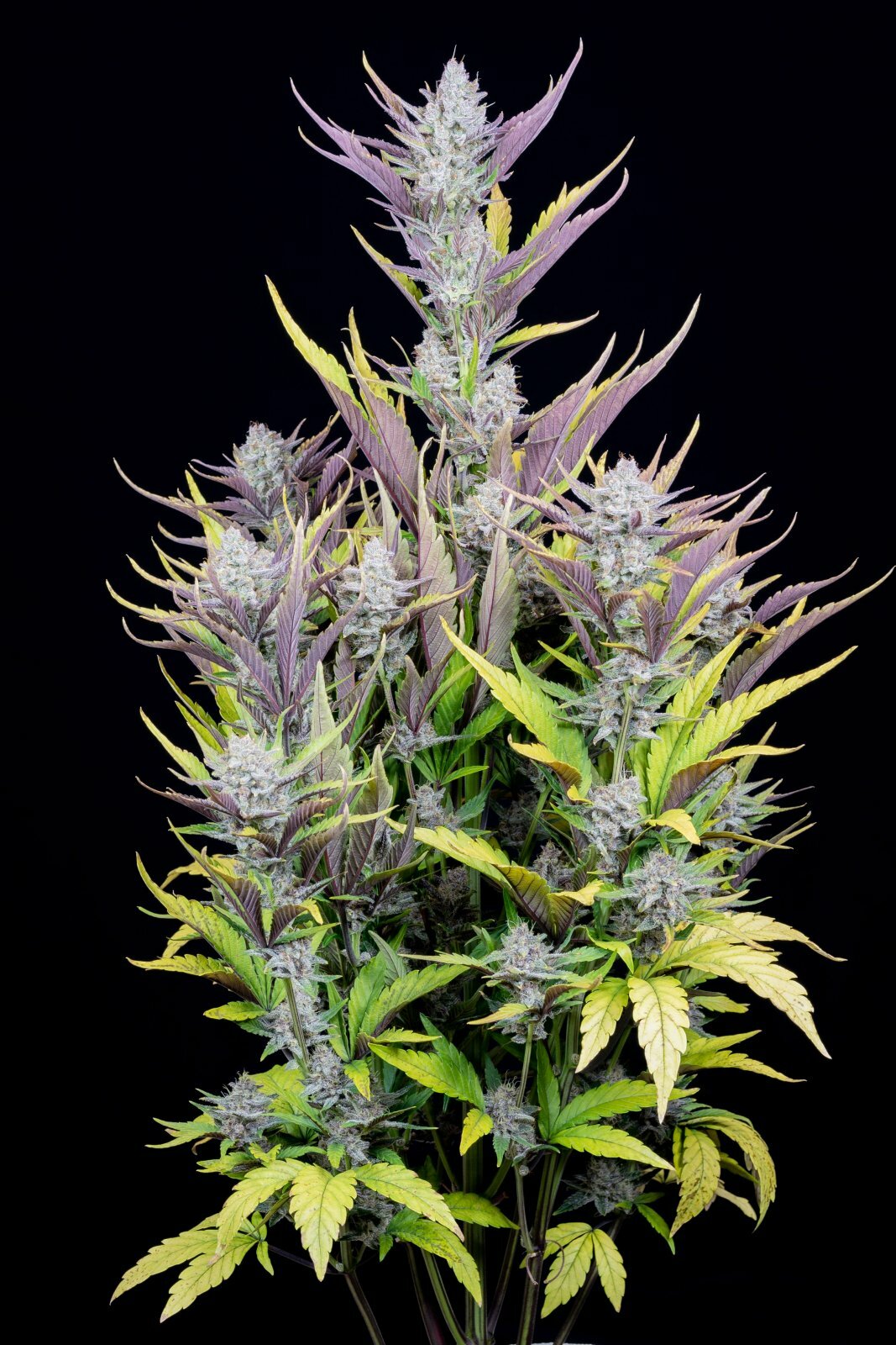 FastBuds - Wedding Glue Auto (auto/fem.)