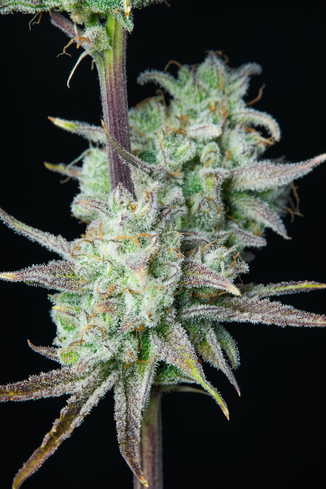 FastBuds - Strawberry Banana Auto (auto/fem.)