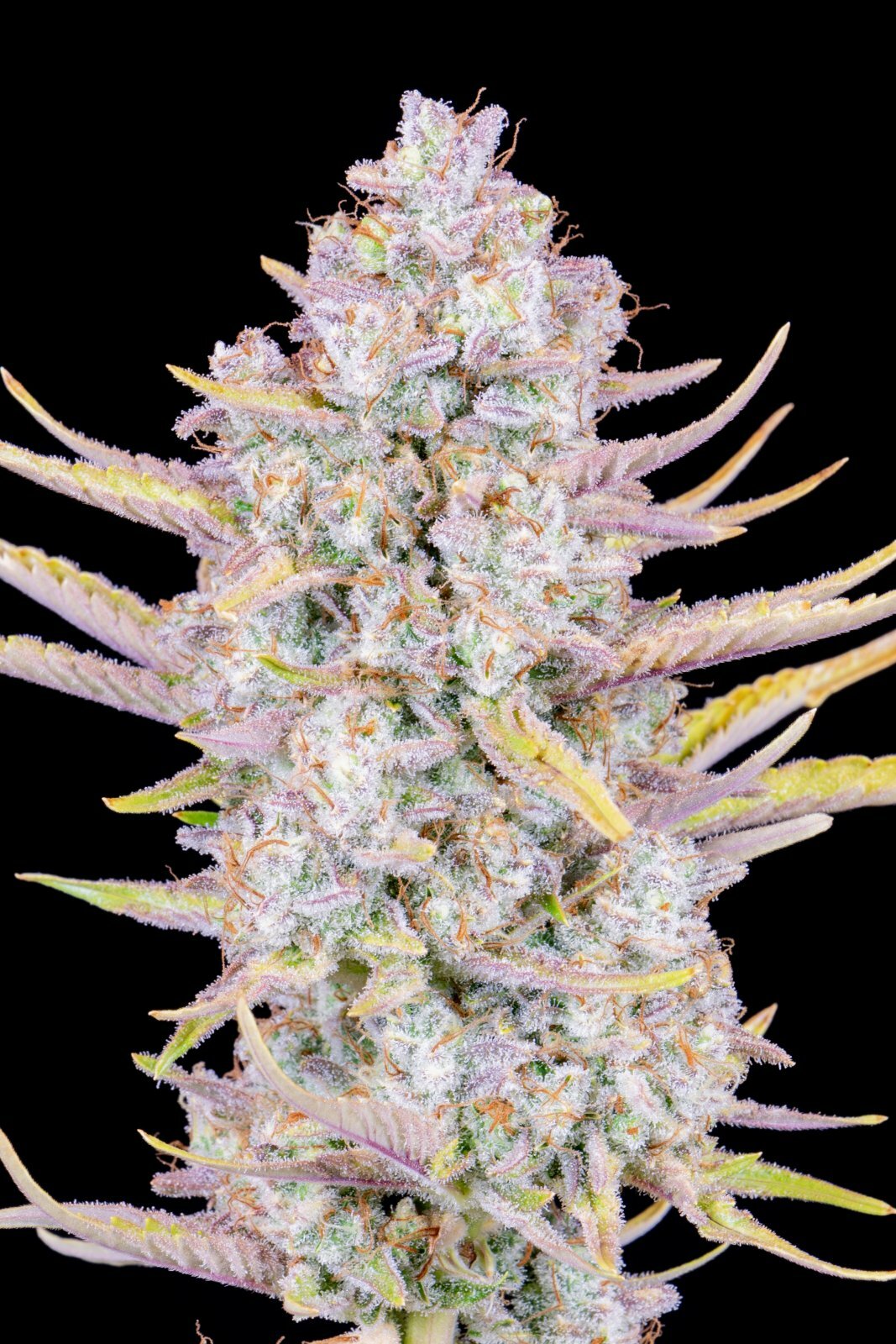 FastBuds - Purple Punch Auto (auto/fem.)