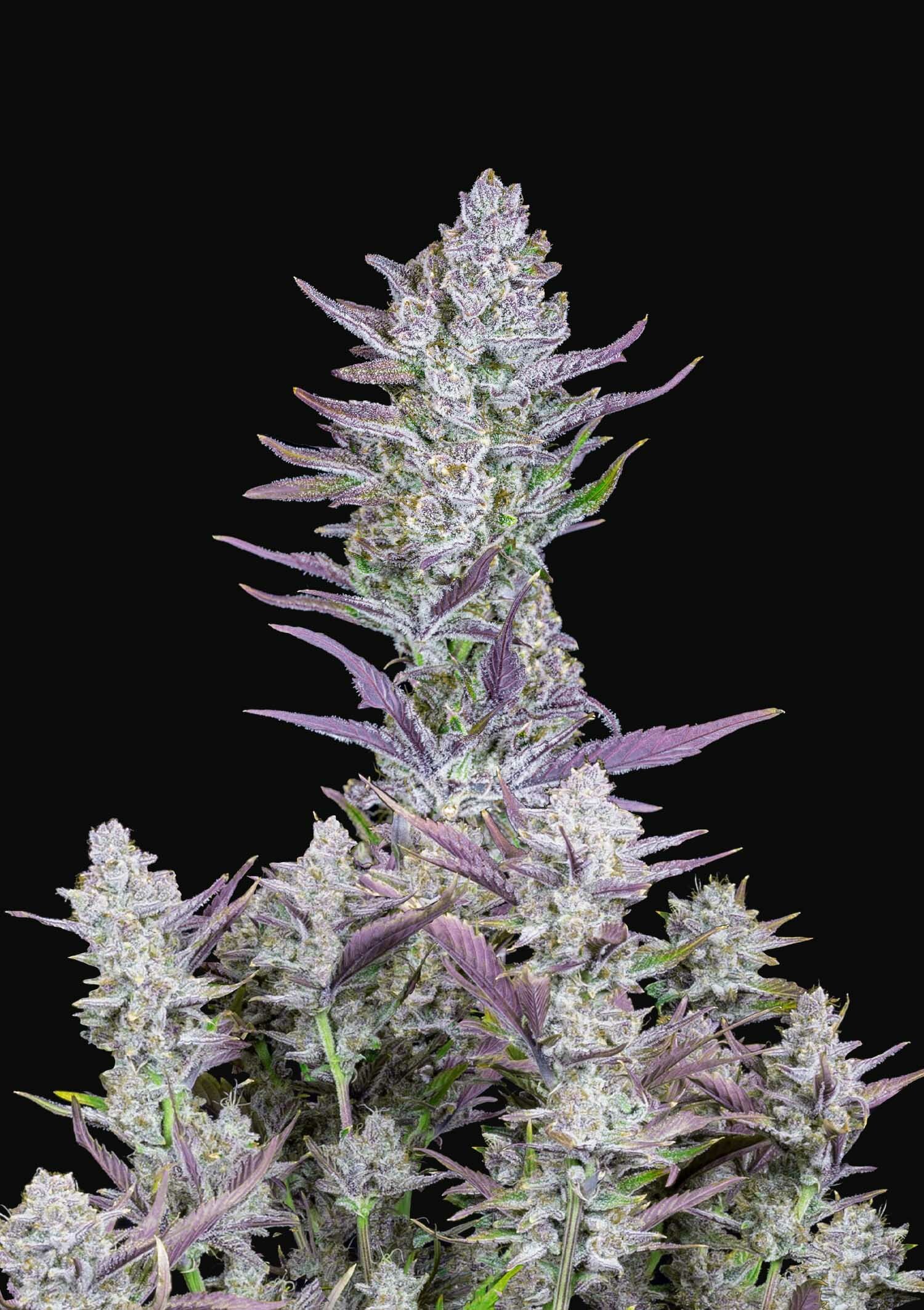 FastBuds - Wedding Glue Auto (auto/fem.)