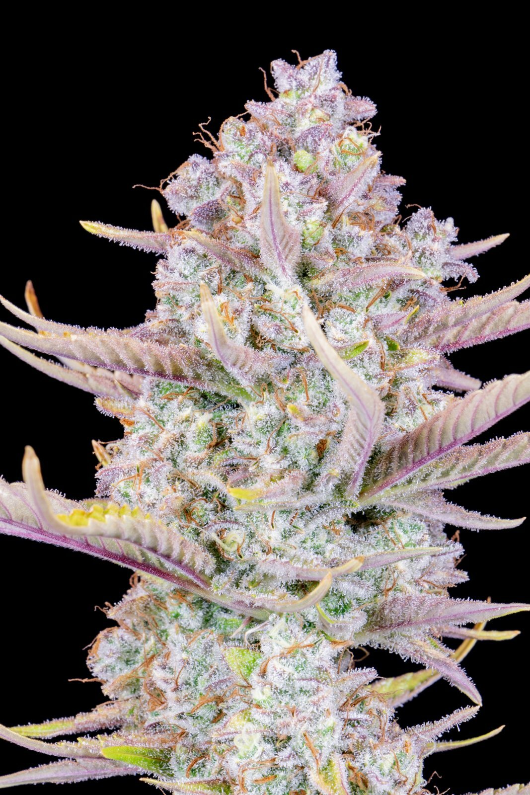 FastBuds - Purple Punch Auto (auto/fem.)