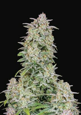 FastBuds - Forbidden Runtz Auto (auto/fem.) 07637