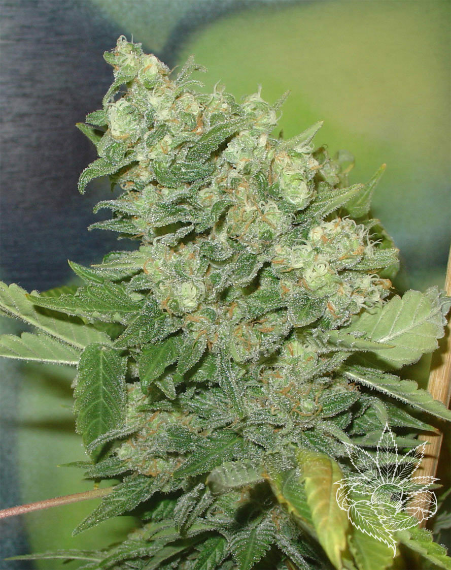 Homegrown Fantaseeds - Armageddon (fem.)