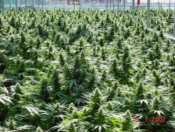 Mr. Nice Seeds - Critical Mass (reg.)