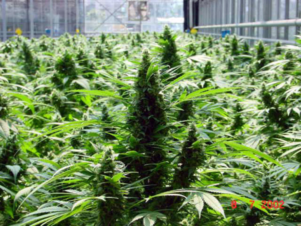 Mr. Nice Seeds - Critical Mass (reg.)