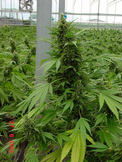 Mr. Nice Seeds - Critical Mass (reg.)