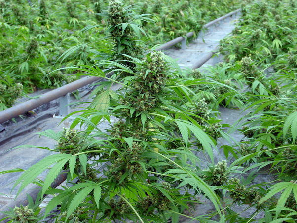 Mr. Nice Seeds - Critical Mass (reg.)