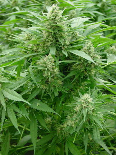 Mr. Nice Seeds - Critical Mass (reg.)