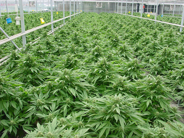 Mr. Nice Seeds - Critical Mass (reg.)