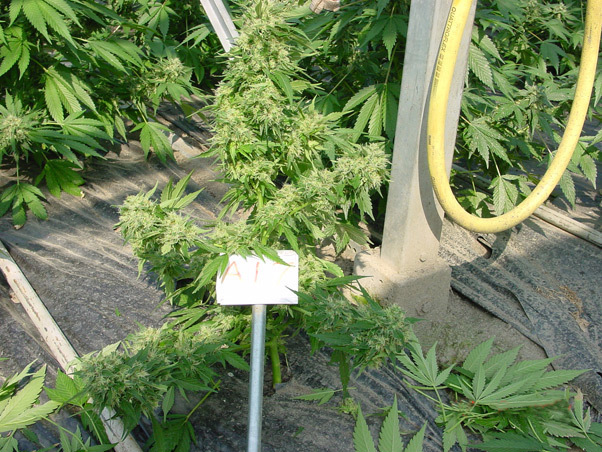 Mr. Nice Seeds - Critical Mass (reg.)